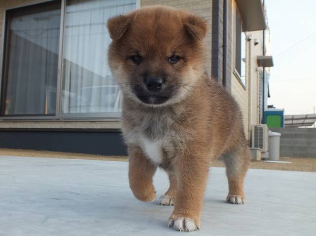 00000041-puppy 00000041-puppy
