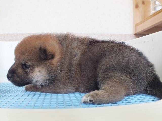 00000041-puppy 00000041-puppy