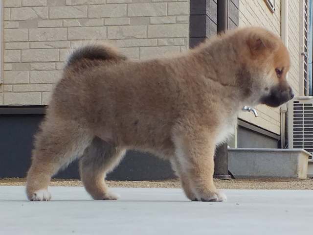 00000043-puppy 00000043-puppy