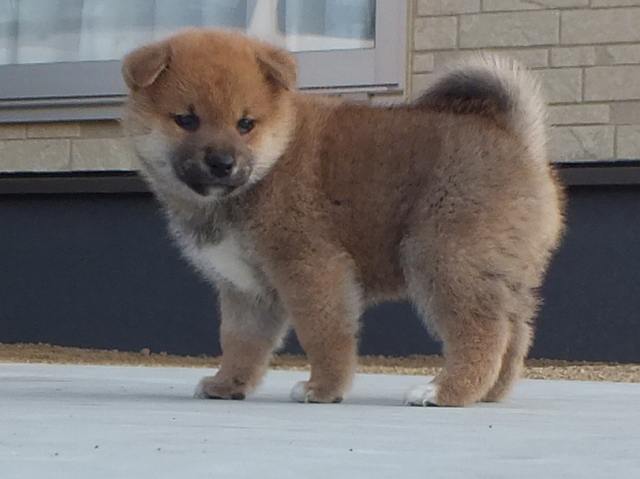 00000044-puppy 00000044-puppy