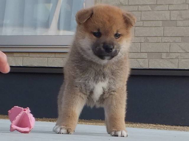 00000045-puppy 00000045-puppy