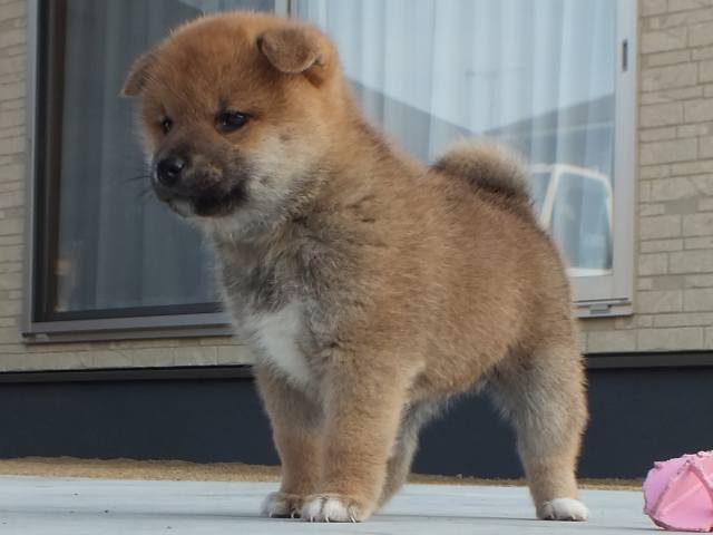 00000048-puppy 00000048-puppy