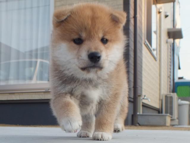 00000049-puppy 00000049-puppy