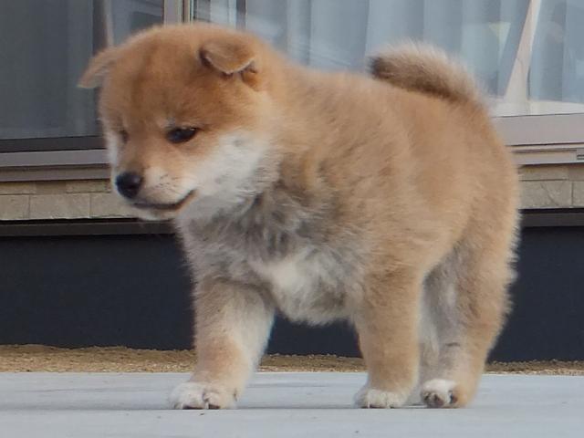 00000050-puppy 00000050-puppy