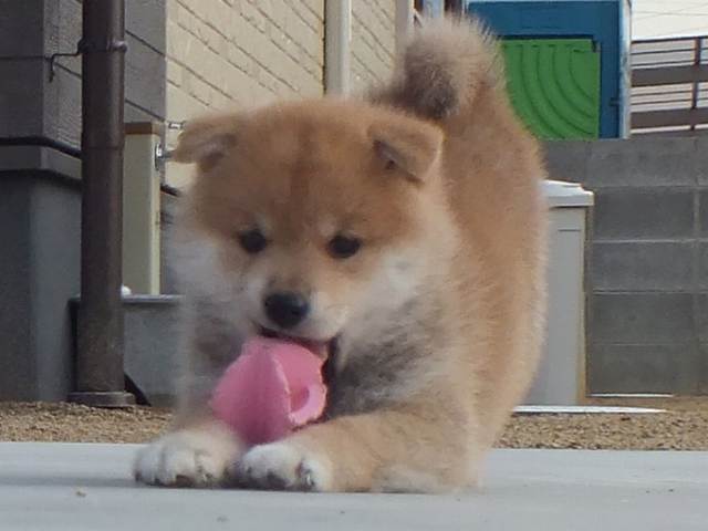 00000052-puppy 00000052-puppy