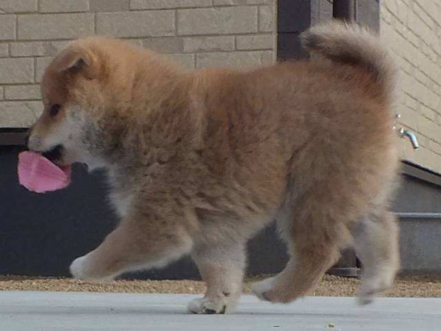 00000053-puppy 00000053-puppy