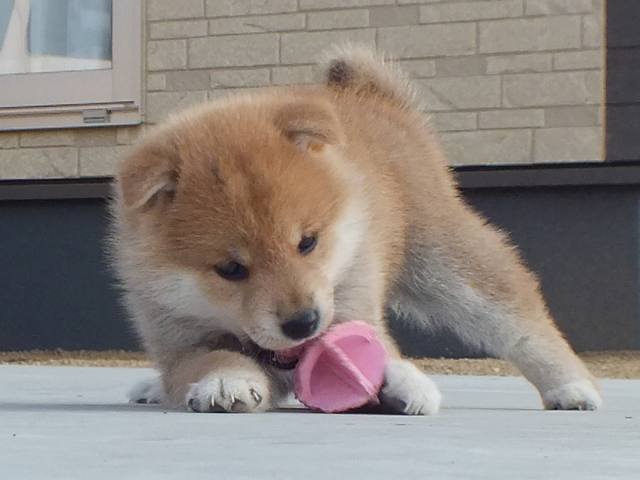 00000054-puppy 00000054-puppy