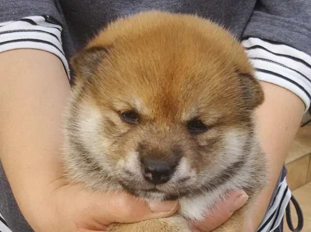 00000056-puppy 00000056-puppy