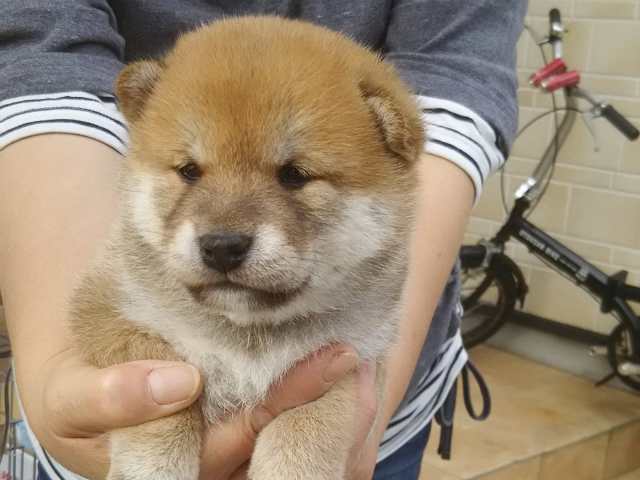 00000057-puppy 00000057-puppy