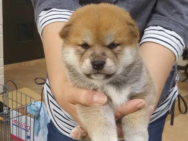 00000058-puppy 00000058-puppy