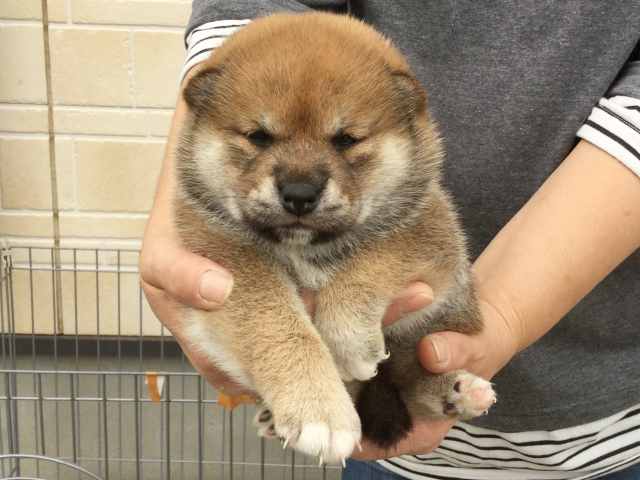 00000059-puppy 00000059-puppy