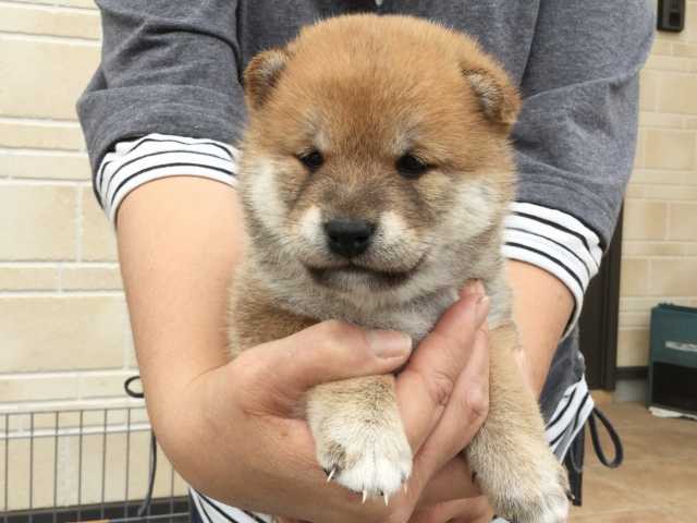 00000060-puppy 00000060-puppy