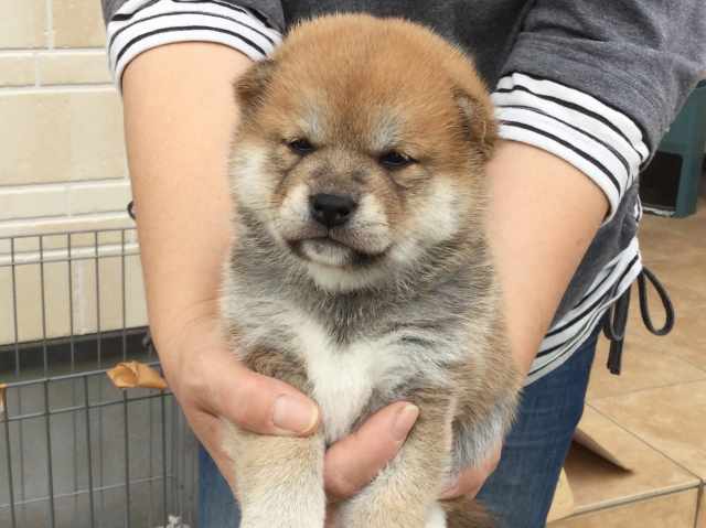 00000061-puppy 00000061-puppy