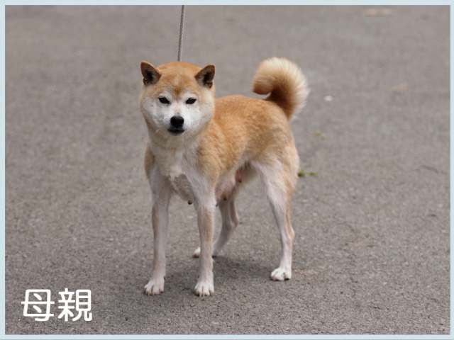 2016.4.9haha-puppy 2016.4.9haha-puppy