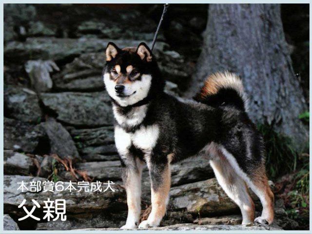 将竜 将竜