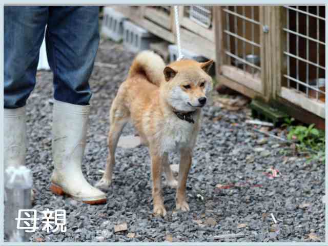 桃香姫号 桃香姫号