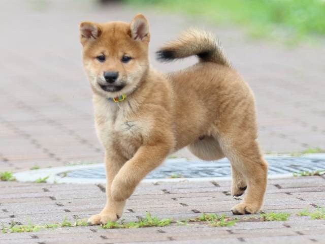FP5A0062-puppy FP5A0062-puppy