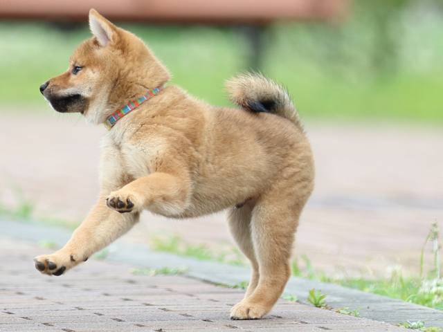 FP5A0111-puppy FP5A0111-puppy