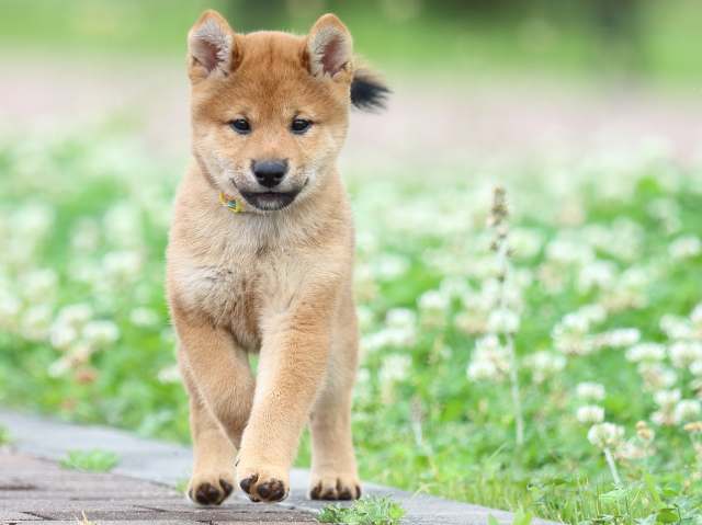 FP5A0119-puppy FP5A0119-puppy