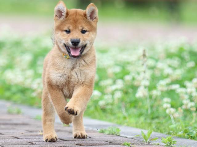 FP5A0122-puppy FP5A0122-puppy