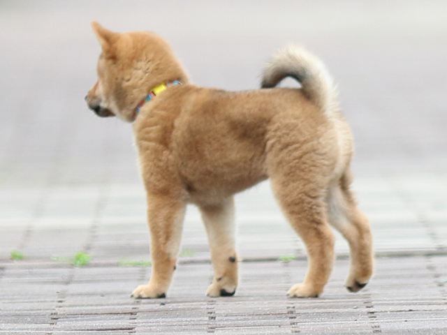 FP5A0156-puppy FP5A0156-puppy