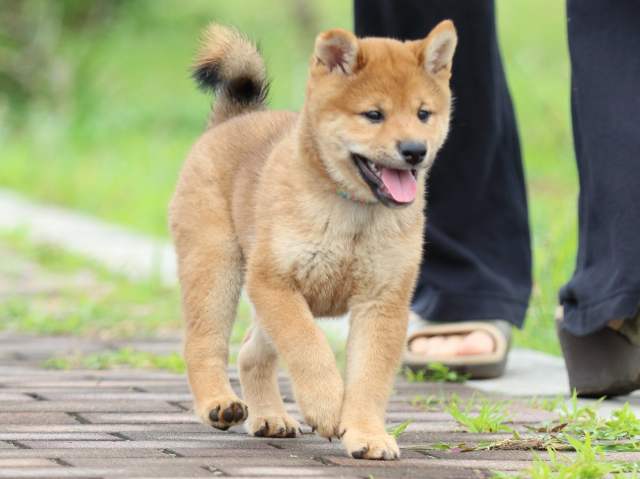 FP5A0240-puppy FP5A0240-puppy