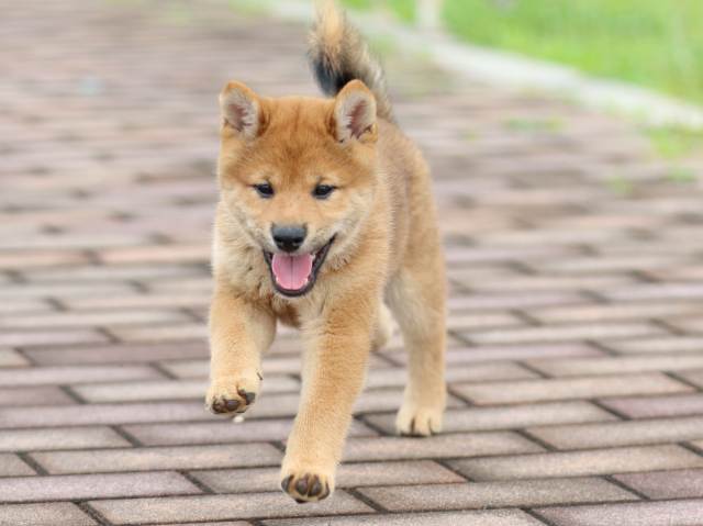 FP5A0253-puppy FP5A0253-puppy