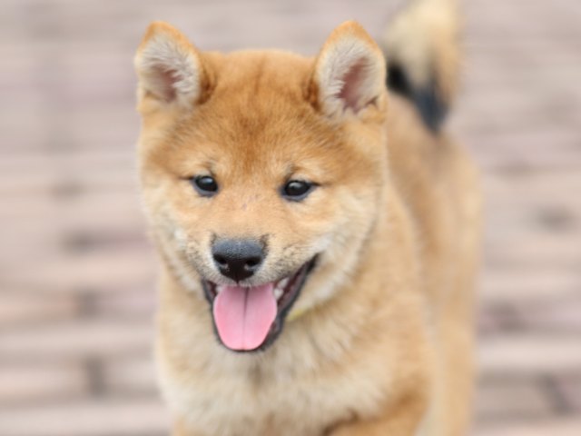 FP5A0258-puppy FP5A0258-puppy