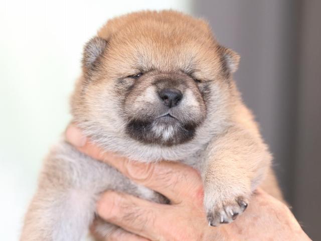 FP5A1325-puppy FP5A1325-puppy