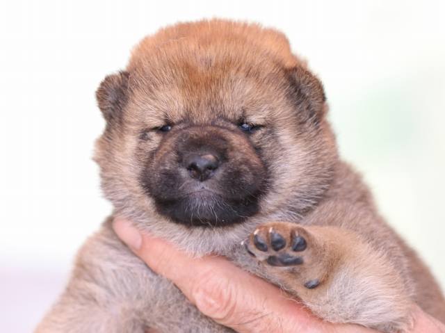 FP5A1338-puppy FP5A1338-puppy