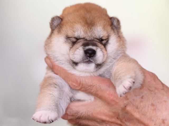 FP5A1381-puppy FP5A1381-puppy