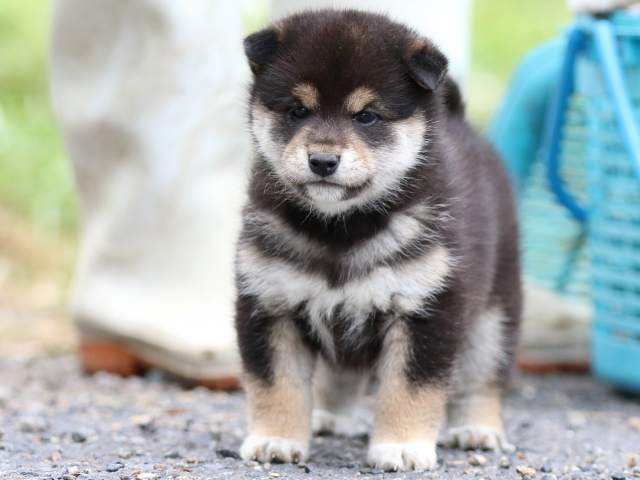 FP5A1407-puppy FP5A1407-puppy