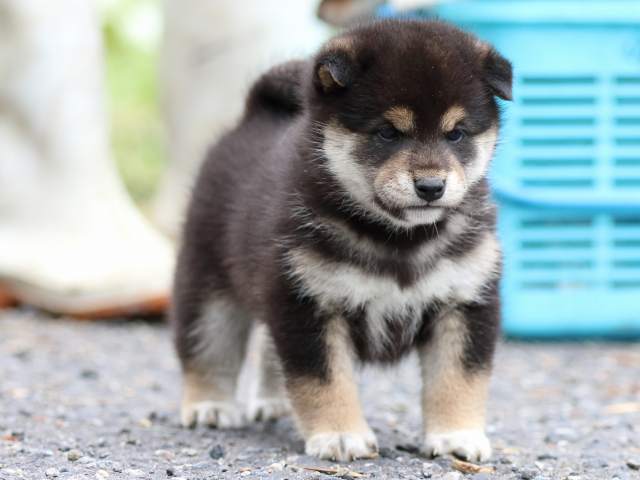 FP5A1416-puppy FP5A1416-puppy