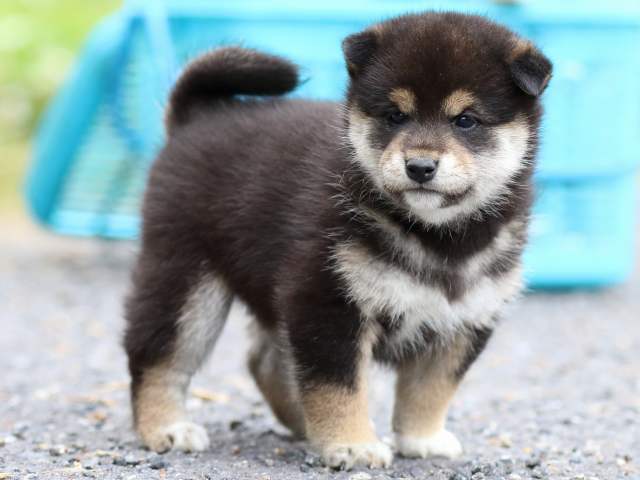 FP5A1426-puppy FP5A1426-puppy