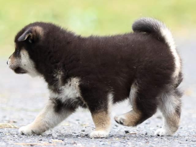 FP5A1452-puppy FP5A1452-puppy
