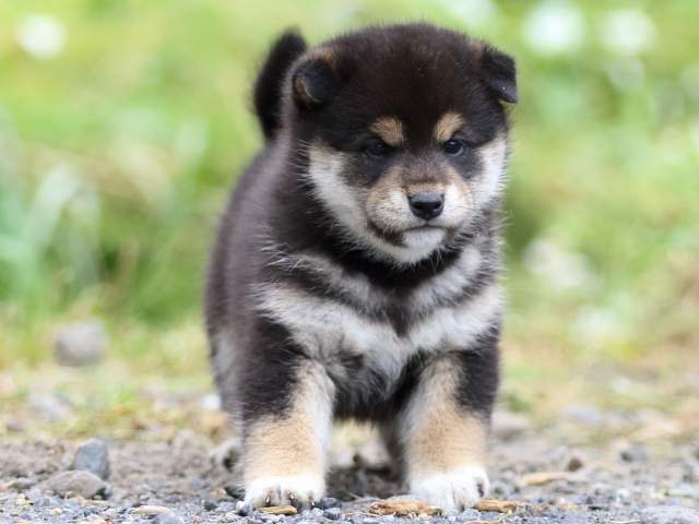 FP5A1476-puppy FP5A1476-puppy