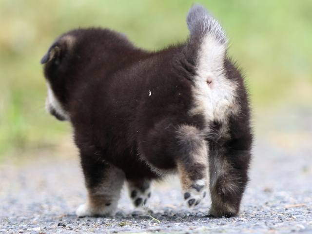 FP5A1515-puppy FP5A1515-puppy