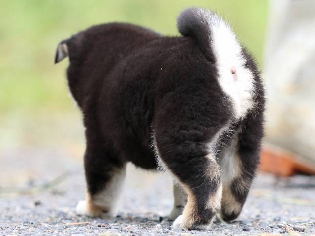 FP5A1625-puppy FP5A1625-puppy
