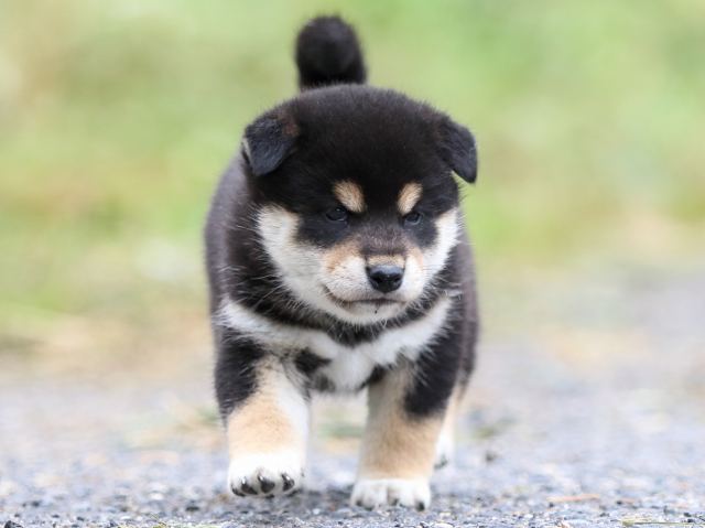 FP5A1636-puppy FP5A1636-puppy