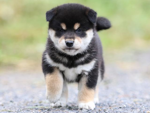 FP5A1642-puppy FP5A1642-puppy