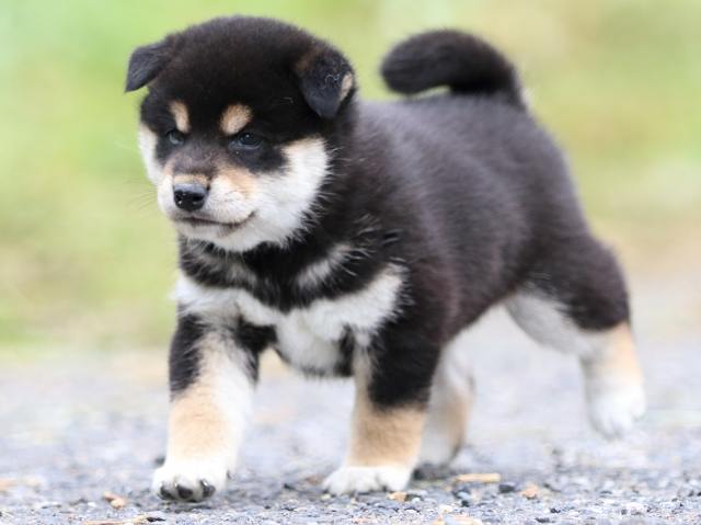 FP5A1647-puppy FP5A1647-puppy