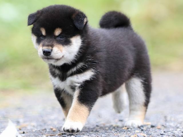 FP5A1650-puppy FP5A1650-puppy