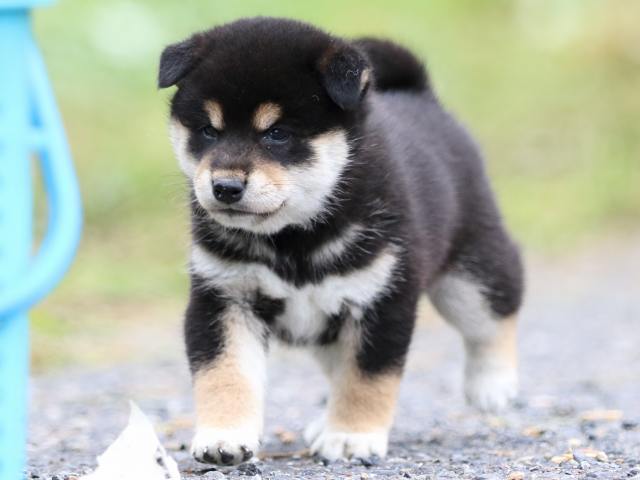 FP5A1653-puppy FP5A1653-puppy