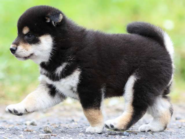 FP5A1666-puppy FP5A1666-puppy