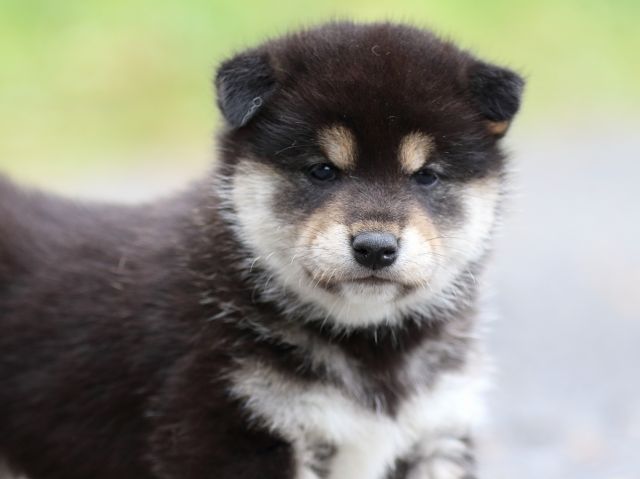 FP5A1758-puppy FP5A1758-puppy