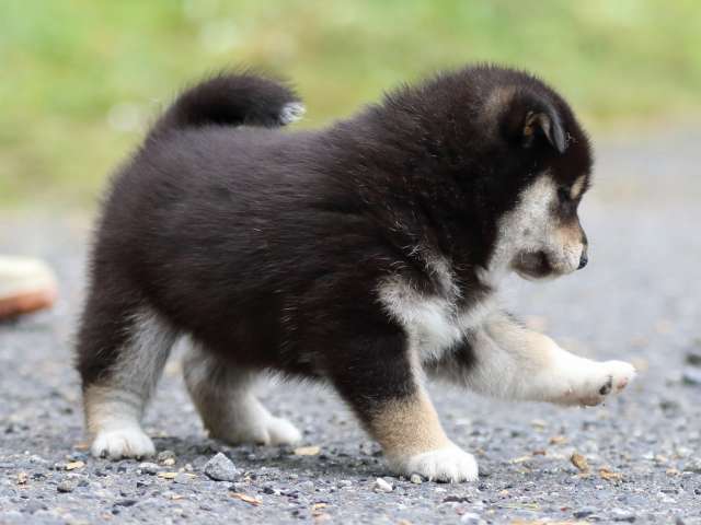 FP5A1788-puppy FP5A1788-puppy