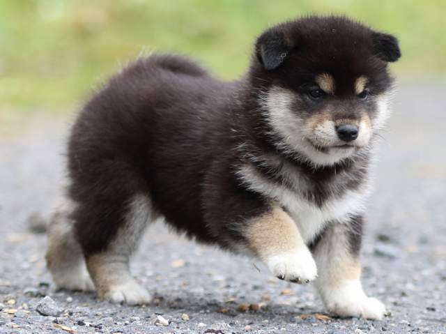 FP5A1794-puppy FP5A1794-puppy