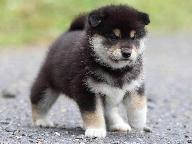 FP5A1797-puppy FP5A1797-puppy