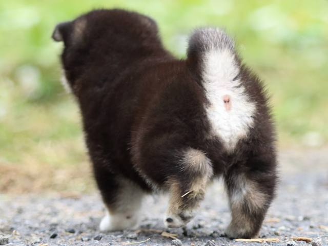 FP5A1814-puppy FP5A1814-puppy