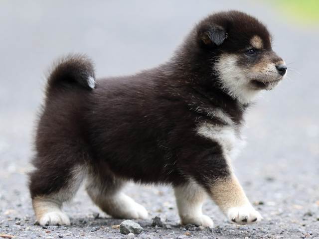 FP5A1835-puppy FP5A1835-puppy